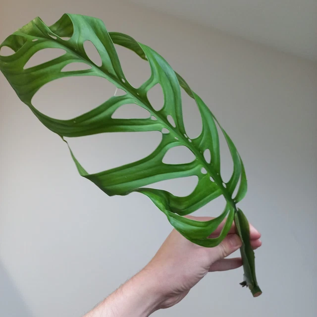 RARE - Monstera Esqueleto - XXL Leaf Cutting, Rooting in water