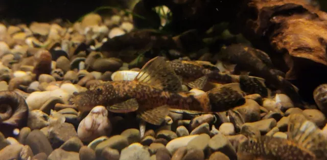 3 Pack Calico Bristlenose Plecos, (Ancistrus sp.) @ 2"-3" Quality Homebred fish