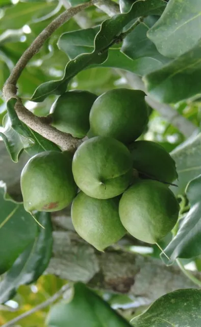 ♫ Noyer de Macadamia - Macadamia integrifolia ♫ 1 Noix ♫ Arbre d'Australie
