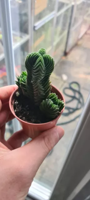 Crassula Buddha's Temple 🛕