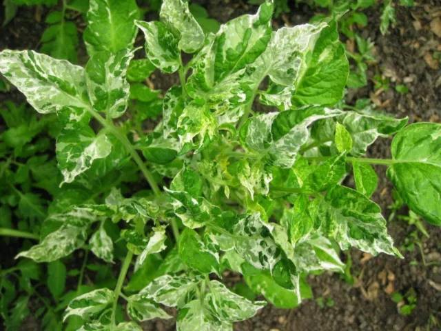 Pomodoro a foglia di patata variegata 10+ semi seeds samen P 446