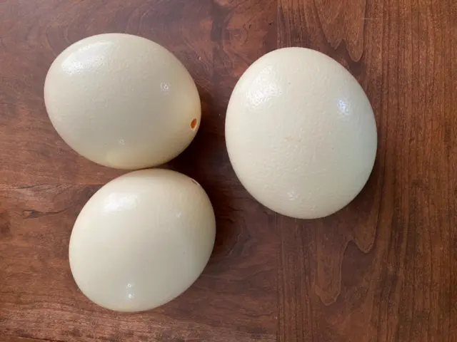 Juego grande de huevos de avestruz vacíos de 3 huevos soplados 1 agujero 16"" diámetro 6"" de alto