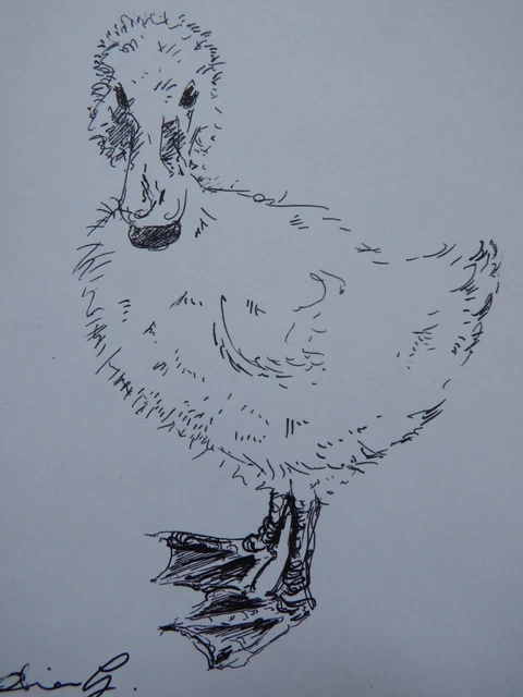 Original sketch pen & ink bird drawing of a Duckling on ivory white paper