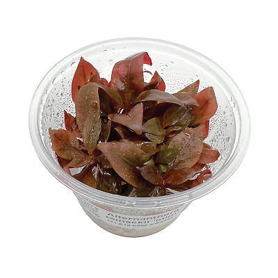 Alternanthera reineckii 'mini' Planted Aquarium Live Tissue Culture Plant Cup 3"