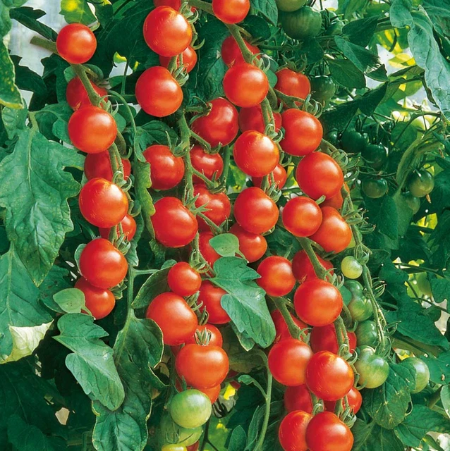 TOMATO SEEDSGARDENERS DELIGHTRHS Award of meritSweet Bitesize cherry tomatoes £2.45 PicClick UK