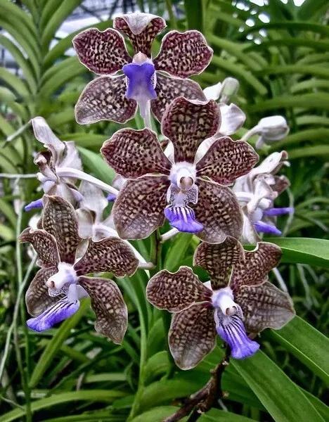 Orquídea Orquídea Papilionanda Mimi Palmer, FRAGANTE (no.65)