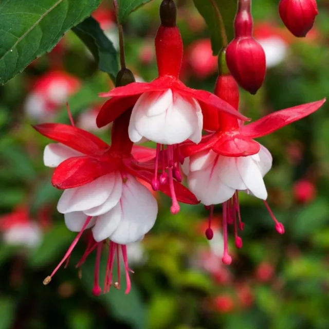 6 Hardy Fuchsia Snowcap  AGM  Perennial Shrub Plug Plants