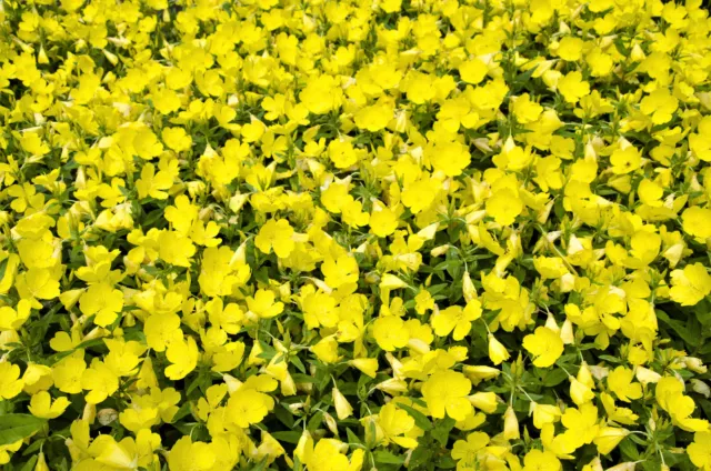 150 DWARF EVENING PRIMROSE Missouri Ozark Sundrops Oenothera Yellow Flower Seeds