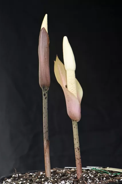 Amorphophallus carneus . Rare Voodoo Lily. 4cm wide dormant tuber.  Aroid