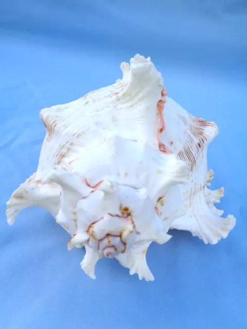 1  X  Giant Murex Ramosus Conch Sea Shell 22 Cm White Brown Salmon Pink Mrc06 3