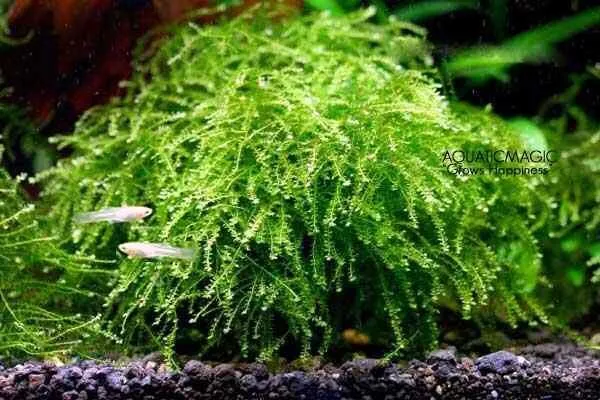 Plagiomnium Affine Pearl Moss 10g LIVE Aquarium Tropical Moss Easy Care