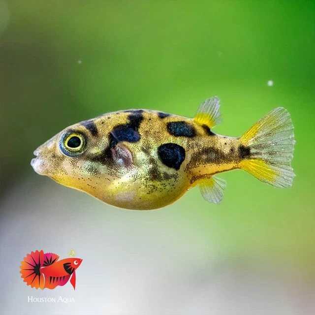(1) Dwarf Mini Puffer Fish (Pea Puffer) High Quality Live Aquarium Tropical Fish