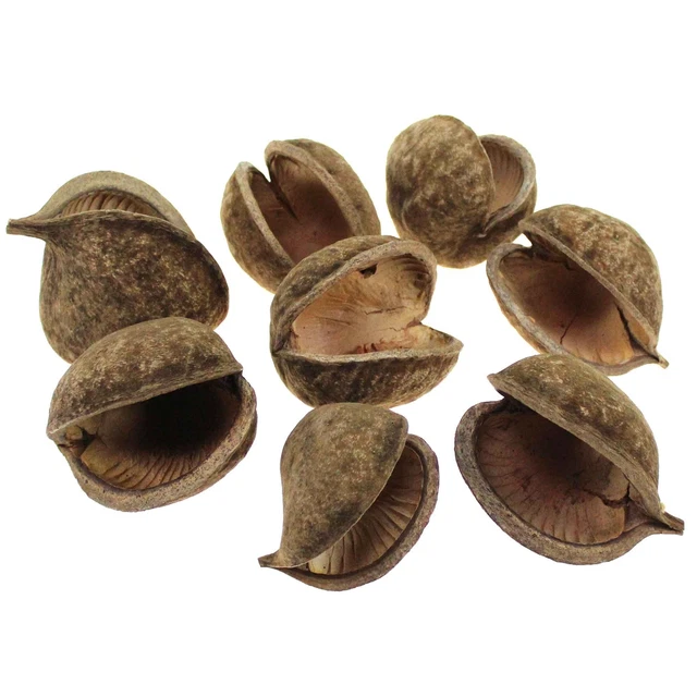 8 Buddha Nuts natur Buddhanut Nuß Exoten Trockenblumen Allerheiligen Budha Deko