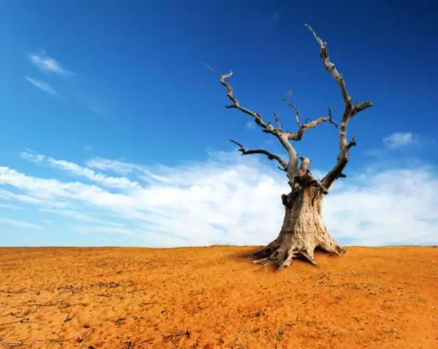 Großer alter und toter Baum auf trockenem Wüstenland mit blauem Himmel und weiße