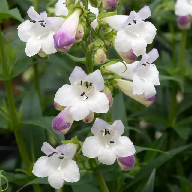 Penstemon HARLEQUIN™ Lilac Perennial Plug Plants Pack x6