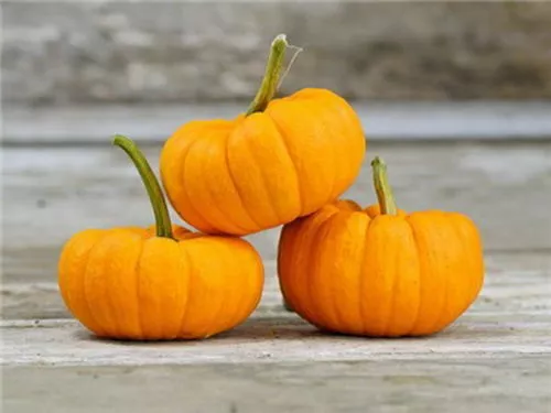 Pumpkin Mini Gelber Jack Be Little (15 Samen) 2