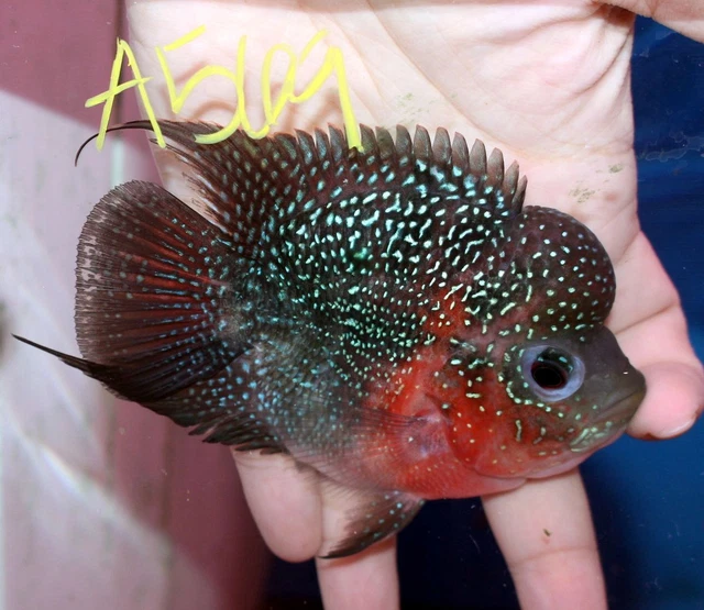 3" Short Body Super Red Dragon A569