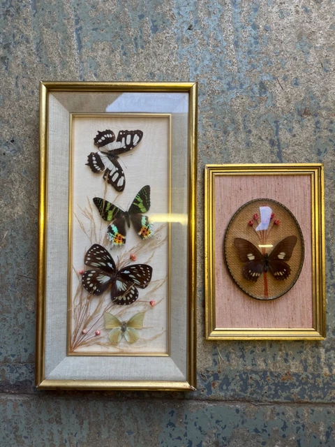 Ancien cadre papillon sous verre bombé et cuir n.boubée PARIS