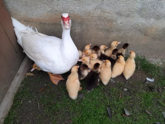 20 frische Eier Flugente Warzenente Ente Enten Küken keine Bruteier :-)