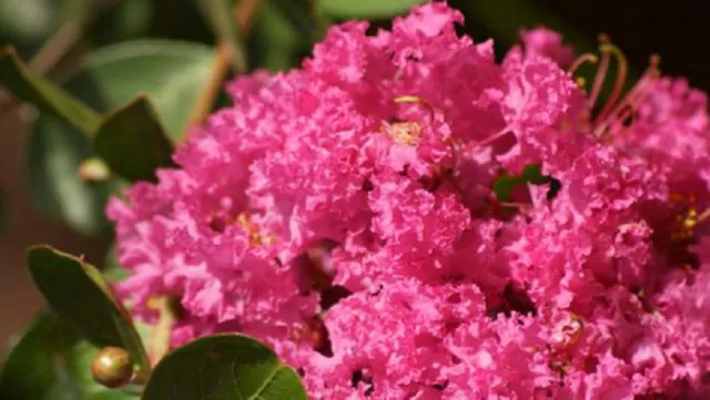 Pink Flowering Crepe Myrtle 25 Seeds Lagerstroemia Indica Shrub Small Tree