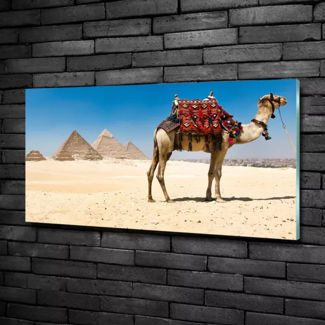 Wandbild aus Plexiglas® Druck auf Acryl 100x50 Tiere Kamel in Kairo