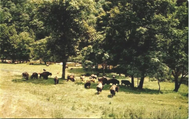 Schnecksville, Pa.~Trexler - Lehigh County. Game Preserve Buffalo Trees~Postcard