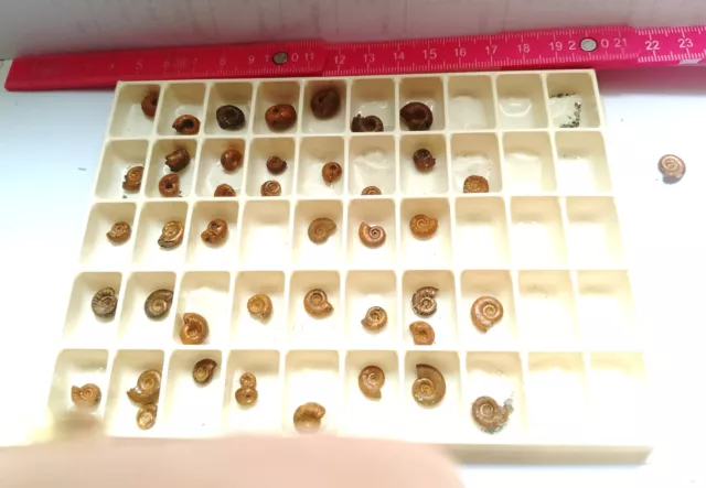 Ammoniten, gebrannt,Jura Fränki.Schweiz, Schmuck, Zubehör, Goldschnecken