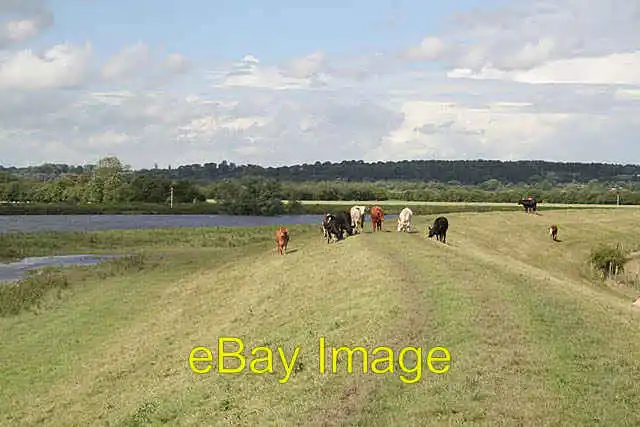 Photo 6x4 Flood bank along the River Trent with grazing cattle Knaith  c2007