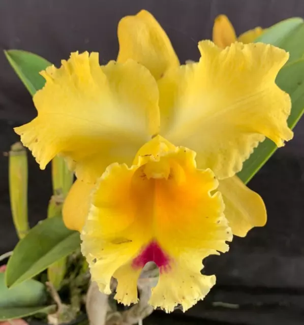 RON Cattleya Orchid Special Quality Div Rlc. Dal's Thunder 'Down Under' (B300)