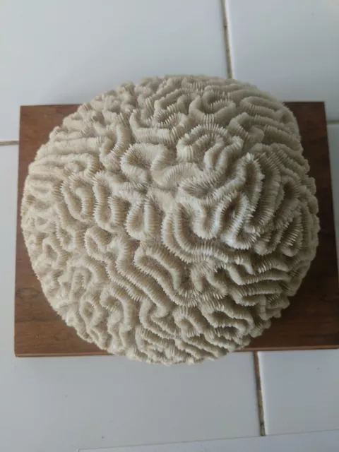 Beautiful White Natural Brain Coral