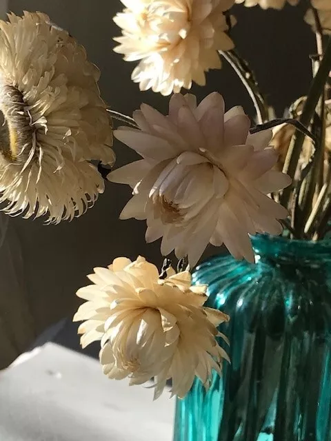 Crema de flores de paja secas 28 tallos (boda, cumpleaños, decoración del hogar)