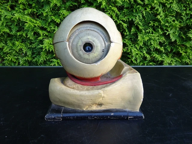 Altes Modell Auge  Lehrmittel