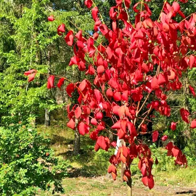 12 SIBERIAN BURNING BUSH SEEDS - Euonymus sachalinensis