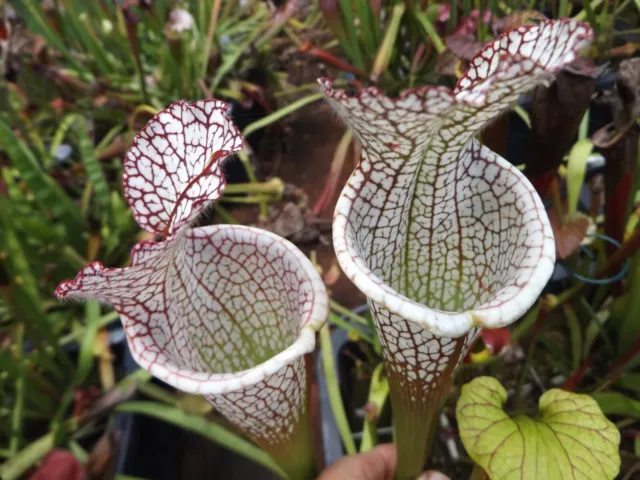 2023 seed crosses PICK YOUR OWN sarracenia carnivorous plant seeds set H