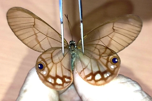 NYMPHALIDAE/Satyrinae Cithaerias aurorina, male    N°A291   Loreto Region PERU