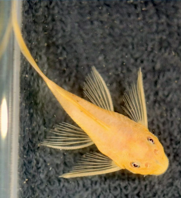 L144A PLECO (1) Longfin Blue Eye Lemon Juvenile (1.75-2") Live Freshwater