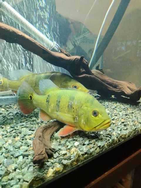PEACOCK BASS -( Live FISH **  8-10 Inch )ExoticColoration Butterfly Peacock Bass