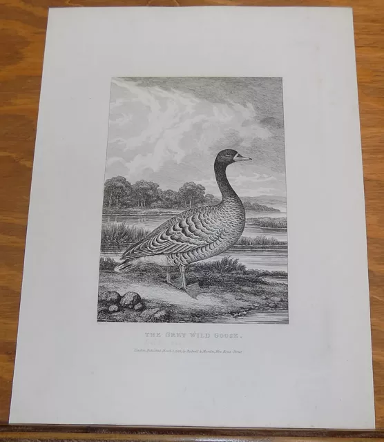 1823 Antique Animal Print///GRAY WILD GOOSE, by Howitt