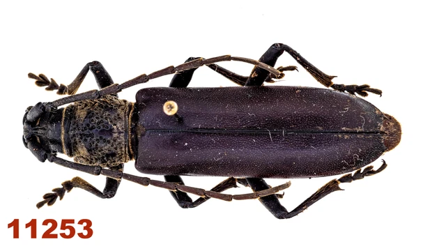Cerambycidae sp.  A1, 35 mm, Pinned, 1 pc