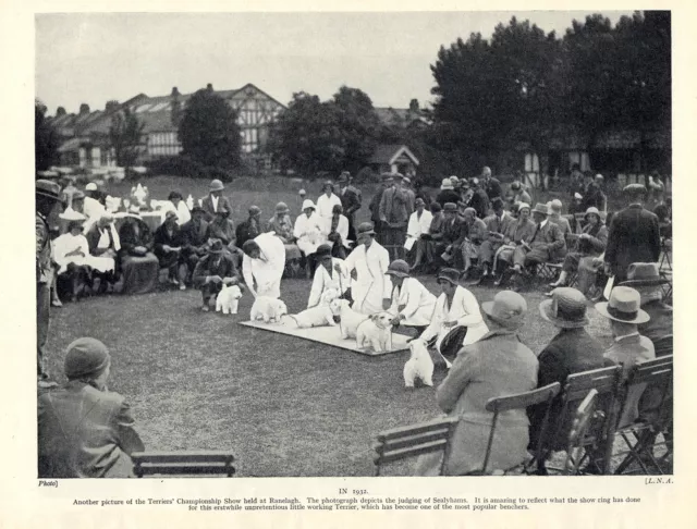 Sealyham Terrier Dogs Being Judged At The Terrier Show Old 1934 Dog Print