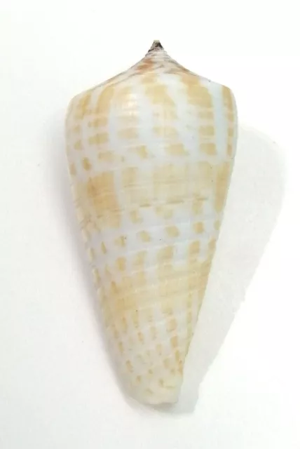 Conchiglia Shell CONUS INSCRIPTUS SPECIE India 43,2 mm # 10)