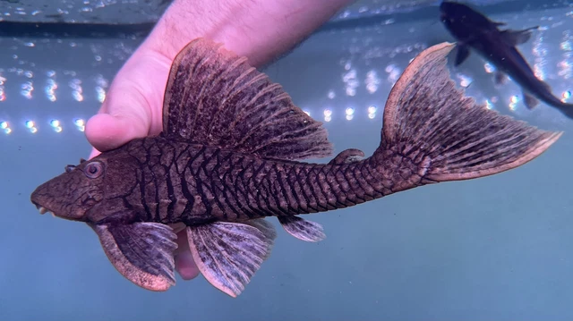 XL L517 Gold Dust Pleco 9” -Live Freshwater Tropical Aquarium Fish