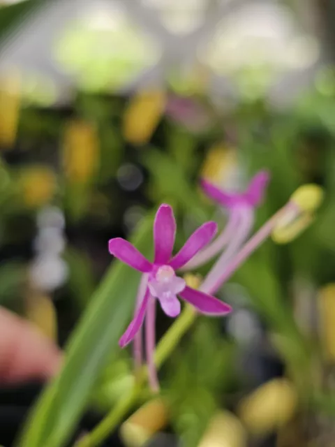 Vanda falcata 'Magenta...' Blooming Size Orchid Species Neofinetia Fragrant