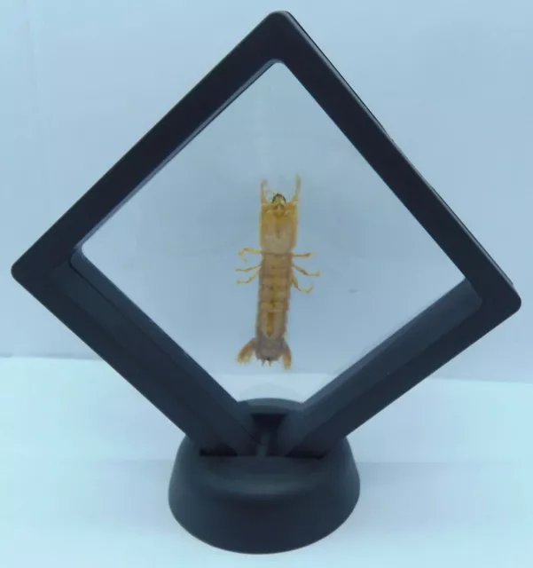 Frame Mantis Shrimp Gonodactylellus viridis, 3 1/2" x 3 1/2" x 3/4" Taxidermy