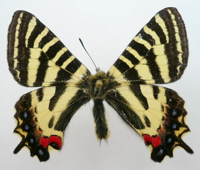Luehdorfia Puziloi Inexpecta Male From Miyagi Pr., Japan