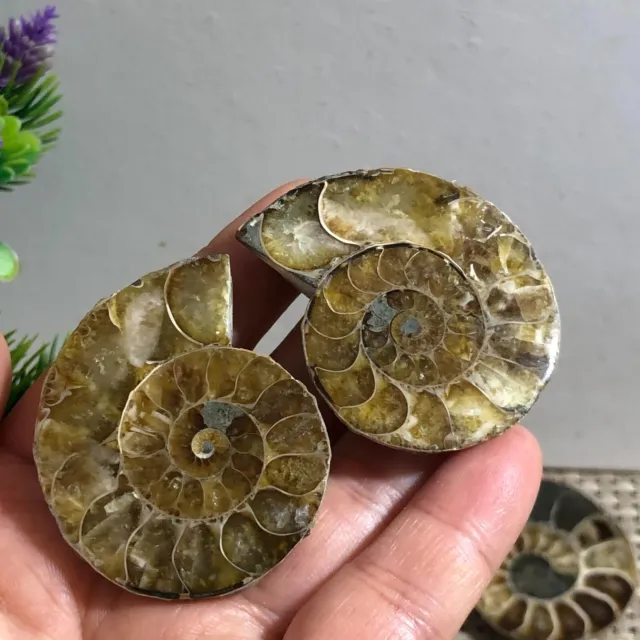 1 pair of Split Ammonite crystal Specimen Shell Healing Madagascar 58g c448