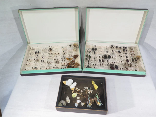 Filet à Papillons Télescopique 40-150cm - Poignée Acier Inoxydable - Pour Enfants Et Adultes - Chasse Aux Insectes - 10