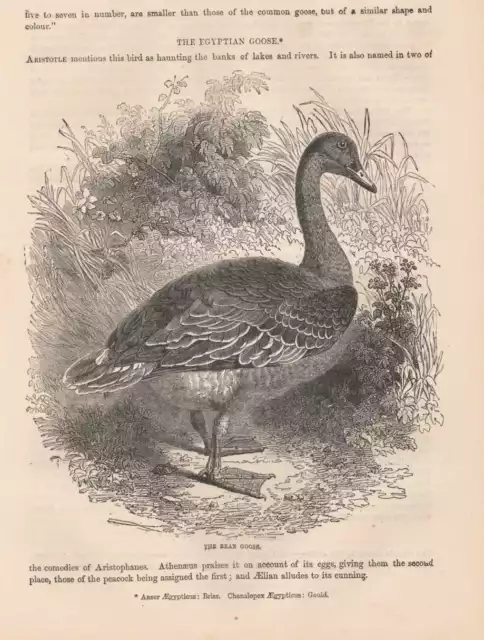 Saatgans Anser fabalis Bean goose Rietgans Feldgänse HOLZSTICH von 1866