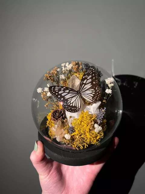 Taxidermy Butterfly Dome - Clear Quartz Cluster & Ideopsis Juventa Manillana 🦋