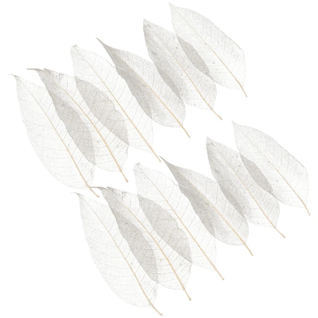 100 Pcs Skelett Natürliche Blätter Gepresste Skelettblätter Geprägt